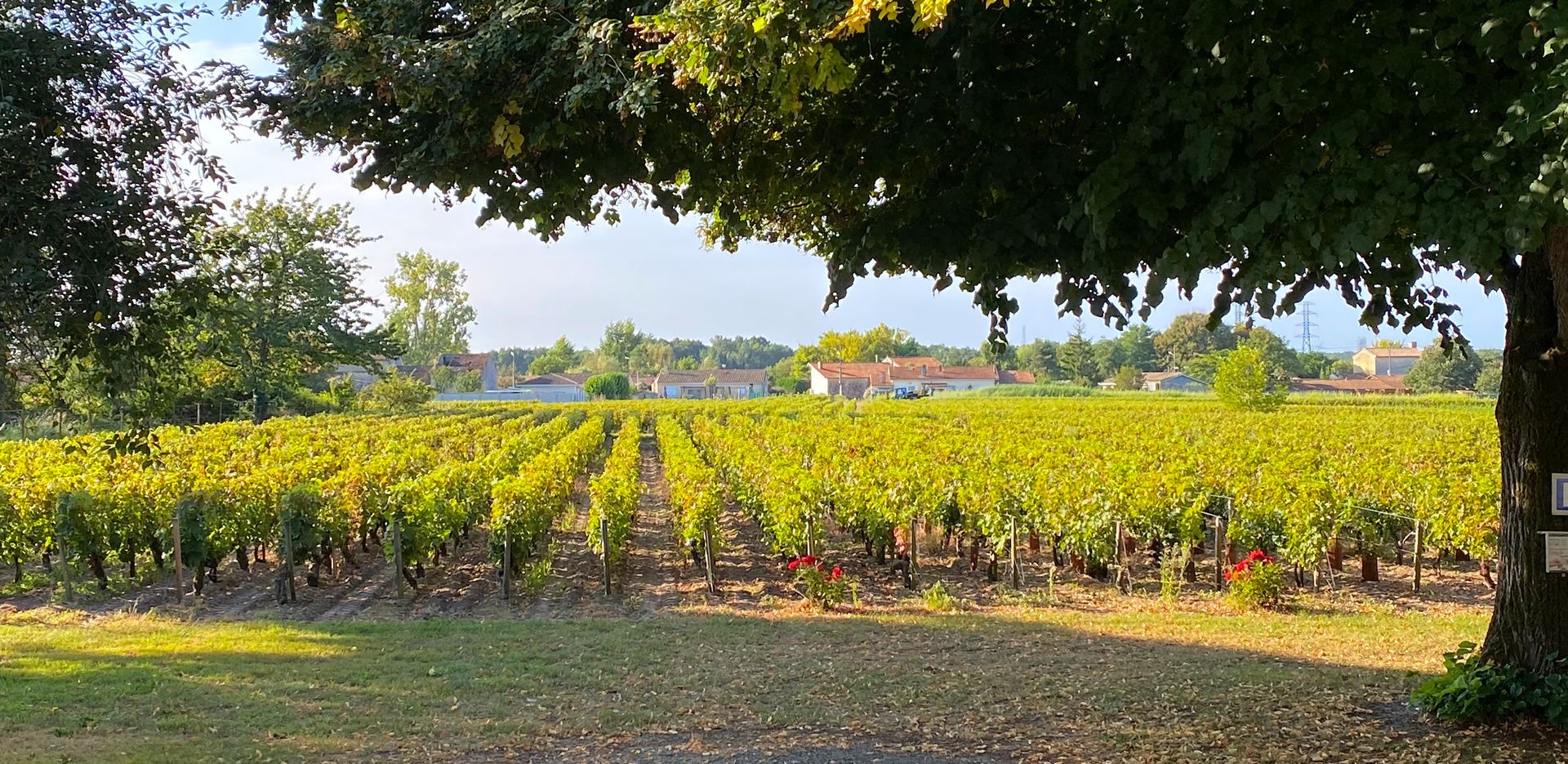 Les vignes du Château d'Osmond Les vignes du Château d'Osmond